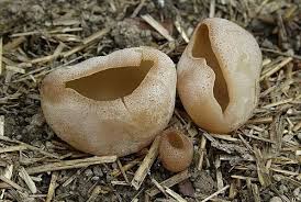 Attēlu rezultāti vaicājumam “Peziza badia”