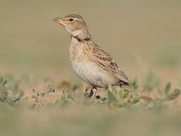 Image result for Melanocorypha calandra