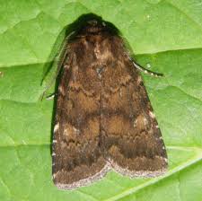 Attēlu rezultāti vaicājumam “Rusina ferruginea female”