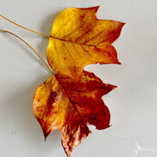 Attēlu rezultāti vaicājumam “Liriodendron tulipifera leaf”