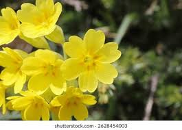 Image result for Primula veris