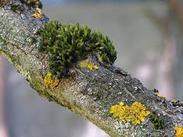 Attēlu rezultāti vaicājumam “Orthotrichum speciosum”