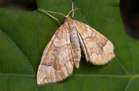 Attēlu rezultāti vaicājumam “Eulithis populata”