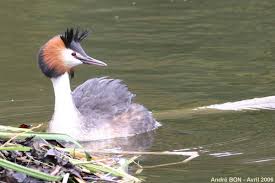 Attēlu rezultāti vaicājumam “Podiceps cristatus”