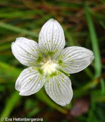 Attēlu rezultāti vaicājumam “Parnassia palustris bud”