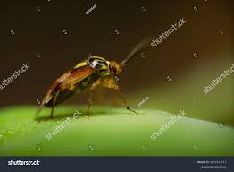 Attēlu rezultāti vaicājumam “Lygus pratensis nymph”