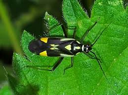 Attēlu rezultāti vaicājumam “Grypocoris sexguttatus”