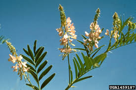 Attēlu rezultāti vaicājumam “Galega orientalis flower”