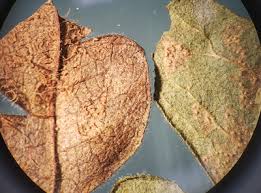 Attēlu rezultāti vaicājumam “Comatricha alta stalked”