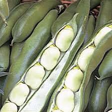 Attēlu rezultāti vaicājumam “Vicia sepium fruit”