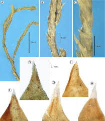 Attēlu rezultāti vaicājumam “Hedwigia ciliata sporophyte”