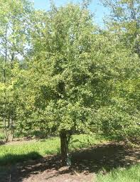 Attēlu rezultāti vaicājumam “Crataegus monogyna”