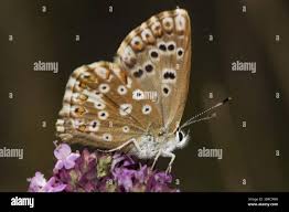 Attēlu rezultāti vaicājumam “Aricia artaxerxes”