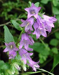 Attēlu rezultāti vaicājumam “Campanula trachelium flower”