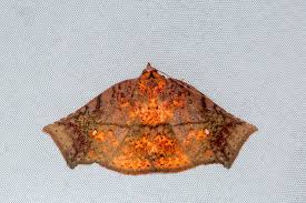 Attēlu rezultāti vaicājumam “Zygaena filipendulae exuvia”