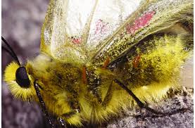 Attēlu rezultāti vaicājumam “Meloe sp. larva”