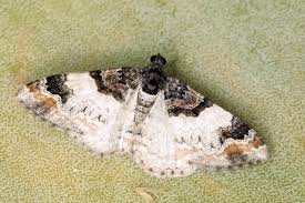 Attēlu rezultāti vaicājumam “Catarhoe cuculata”