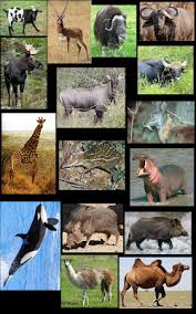 Attēlu rezultāti vaicājumam “Artiodactyla”