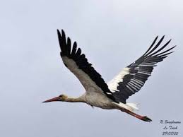 Attēlu rezultāti vaicājumam “Ciconiiformes”