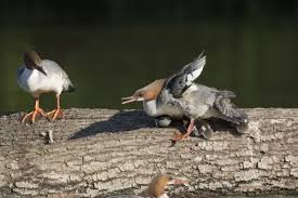 Attēlu rezultāti vaicājumam “Mergus merganser female”