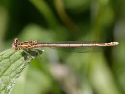 Attēlu rezultāti vaicājumam “Platycnemis pennipes”