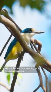 Image result for Kingfisher Twirling Team