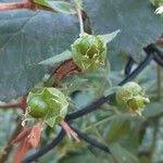 Attēlu rezultāti vaicājumam “Silene baccifera fruit”