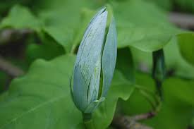 Attēlu rezultāti vaicājumam “Magnolia acuminata flower”