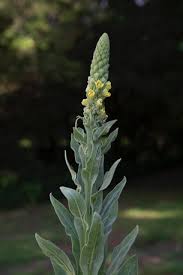 Attēlu rezultāti vaicājumam “Verbascum thapsus bud”