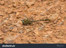 Attēlu rezultāti vaicājumam “Onychogomphus forcipatus”