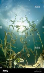 Attēlu rezultāti vaicājumam “Potamogeton lucens leaf”