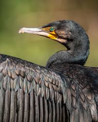 Image result for Phalacrocorax carbo