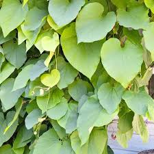 Attēlu rezultāti vaicājumam “Aristolochia durior leaf”