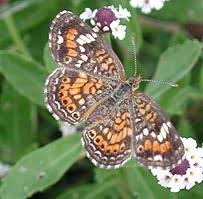 Attēlu rezultāti vaicājumam “Fruticola fruticum”