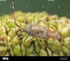 Attēlu rezultāti vaicājumam “Pantilius tunicatus”