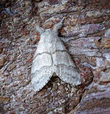 Attēlu rezultāti vaicājumam “Calliteara pudibunda”