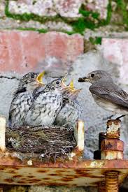 Attēlu rezultāti vaicājumam “Muscicapa striata nest”