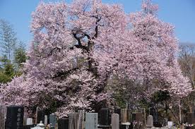 Attēlu rezultāti vaicājumam “Prunus (sakura)”