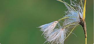 Attēlu rezultāti vaicājumam “Eriophorum latifolium leaf”