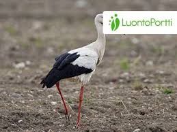 Attēlu rezultāti vaicājumam “Ciconia ciconia”