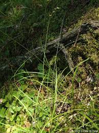 Attēlu rezultāti vaicājumam “Carex disperma”