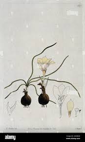 Attēlu rezultāti vaicājumam “Seligeria pusilla”