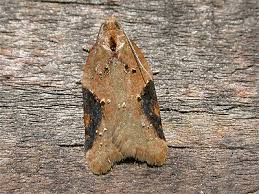 Attēlu rezultāti vaicājumam “Acleris laterana”