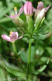 Attēlu rezultāti vaicājumam “Centaurium erythraea bud”