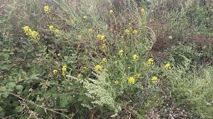 Attēlu rezultāti vaicājumam “Sisymbrium loeselii flower”