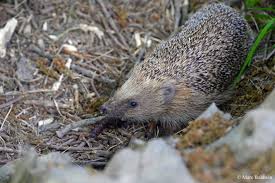 Attēlu rezultāti vaicājumam “Erinaceus sp.”