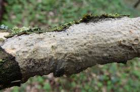 Attēlu rezultāti vaicājumam “Radulomyces confluens”