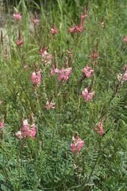 Attēlu rezultāti vaicājumam “Onobrychis arenaria leaf”