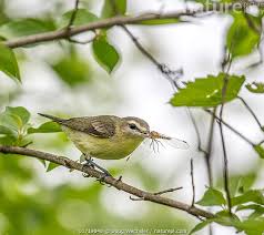 Image result for Vireo philadelphicus