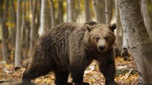 Image result for brown bear